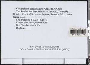 Callicladium haldaneanum (Grev.) H.A. Crum, Bryophytes, Bryophytes - Russian Far East (excl. Chukotka & Kamchatka) (B20) (Russia)
