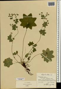 Alchemilla stellaris Juz., Eastern Europe, Central forest region (E5) (Russia)