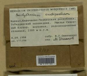 Sciuro -hypnum oedipodium (Mitt.) Ignatov & Huttunen, Bryophytes, Bryophytes - North Caucasus & Ciscaucasia (B12) (Russia)