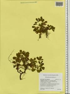 Sibbaldia procumbens L., Siberia, Altai & Sayany Mountains (S2) (Russia)