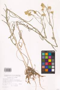 Erysimum diffusum Ehrh., Eastern Europe, Rostov Oblast (E12a) (Russia)