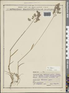 Poa alpina L., Eastern Europe, Northern region (E1) (Russia)