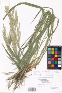 Bromus carinatus Hook. & Arn., Eastern Europe, Central forest-and-steppe region (E6) (Russia)