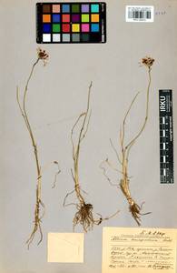 Allium anisopodium Ledeb., Siberia, Baikal & Transbaikal region (S4) (Russia)