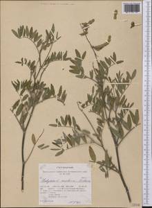 Hedysarum boreale subsp. mackenzii (Richardson)S.L.Welsh, America (AMER) (United States)