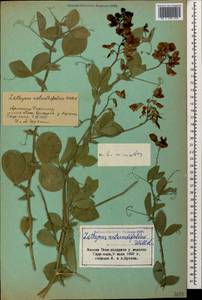 Lathyrus miniatus M.Bieb. ex Steven, Caucasus, Armenia (K5) (Armenia)