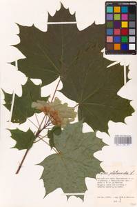 Acer platanoides L., Eastern Europe, Central region (E4) (Russia)