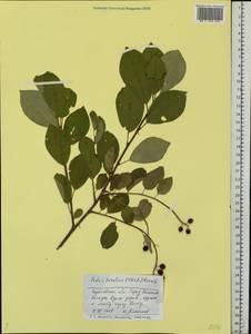 Prunus serotina Ehrh., Eastern Europe, Lower Volga region (E9) (Russia)
