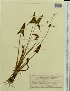 Sagittaria sagittifolia L., Eastern Europe, Volga-Kama region (E7) (Russia)