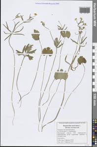 Ranunculus auricomus L., Eastern Europe, Middle Volga region (E8) (Russia)