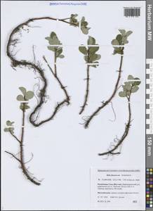 Salix fuscescens Andersson, Siberia, Yakutia (S5) (Russia)