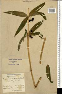 Polygonatum verticillatum (L.) All., Caucasus, Azerbaijan (K6) (Azerbaijan)