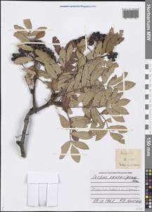 Sorbus aucuparia L., Caucasus, Armenia (K5) (Armenia)