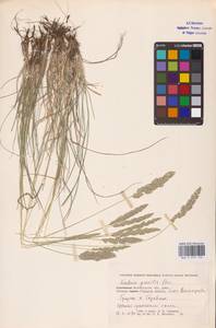 Koeleria pyramidata (Lam.) P.Beauv., Eastern Europe, Lower Volga region (E9) (Russia)