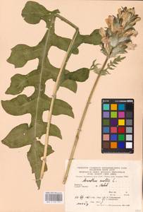 Acanthus mollis L., Eastern Europe, West Ukrainian region (E13) (Ukraine)