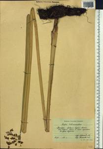 Schoenoplectus tabernaemontani (C.C.Gmel.) Palla, Siberia, Russian Far East (S6) (Russia)