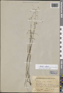 Luzula rufescens Fisch. ex E.Mey., Siberia, Altai & Sayany Mountains (S2) (Russia)