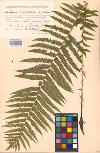 Matteuccia struthiopteris (L.) Tod., Eastern Europe, Moscow region (E4a) (Russia)