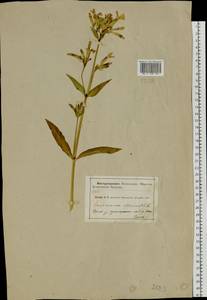 Saponaria officinalis L., Eastern Europe, Central forest-and-steppe region (E6) (Russia)