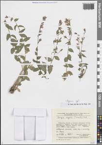 Asyneuma regelii (Trautv.) Bornm., Middle Asia, Pamir & Pamiro-Alai (M2) (Uzbekistan)