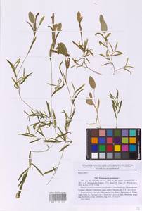 Potamogeton gramineus L., Eastern Europe, North-Western region (E2) (Russia)