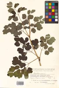 Thalictrum minus subsp. elatum (Jacq.) Stoj. & Stef., Siberia, Russian Far East (S6) (Russia)