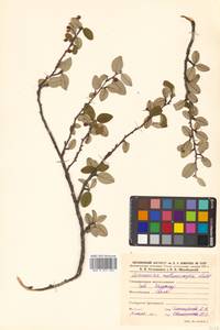 Cotoneaster melanocarpus G. Lodd., Siberia, Russian Far East (S6) (Russia)