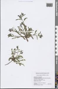 Nonea caspica (Willd.) G. Don, Eastern Europe, Lower Volga region (E9) (Russia)