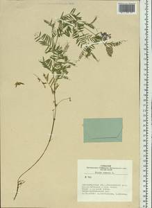 Vicia cracca L., Siberia, Western Siberia (S1) (Russia)