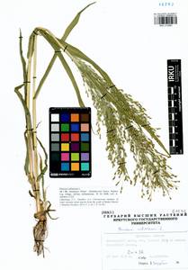 Panicum miliaceum L., Siberia, Baikal & Transbaikal region (S4) (Russia)