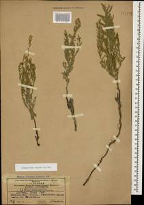 Rhaponticum repens (L.) Hidalgo, Caucasus, Azerbaijan (K6) (Azerbaijan)