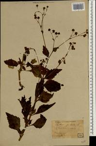 Bidens pilosa L., South Asia, South Asia (Asia outside ex-Soviet states and Mongolia) (ASIA) (Japan)