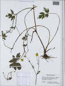 Ranunculus repens L., Siberia, Chukotka & Kamchatka (S7) (Russia)