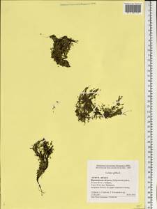 Lemna gibba L., Eastern Europe, Central forest-and-steppe region (E6) (Russia)