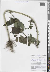 Ambrosia trifida L., Eastern Europe, Lower Volga region (E9) (Russia)