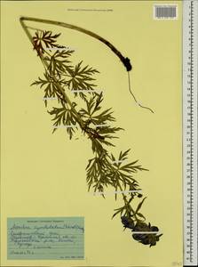 Aconitum cymbulatum (Schmalh.) Lipsky, Caucasus, Stavropol Krai, Karachay-Cherkessia & Kabardino-Balkaria (K1b) (Russia)