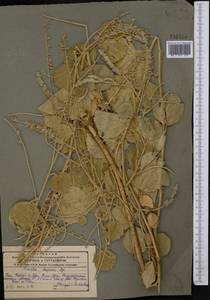 Cullen drupaceum (Bunge)C.H.Stirt., Middle Asia, Pamir & Pamiro-Alai (M2) (Uzbekistan)