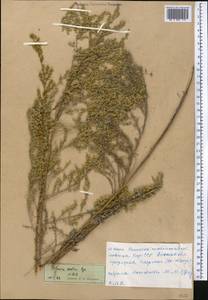 Artemisia oliveriana J. Gay ex DC., Middle Asia, Western Tian Shan & Karatau (M3) (Kyrgyzstan)