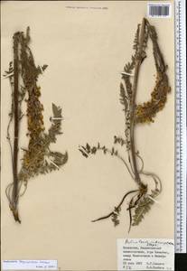 Pedicularis dolichorhiza Schrenk, Middle Asia, Muyunkumy, Balkhash & Betpak-Dala (M9) (Kazakhstan)