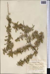 Lycium depressum Stocks, Middle Asia, Karakum (M6) (Turkmenistan)