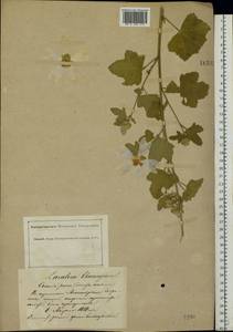 Malva thuringiaca subsp. thuringiaca, Eastern Europe, South Ukrainian region (E12) (Ukraine)