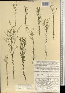 Hackelia thymifolia (A. DC.) I. M. Johnst., Mongolia (MONG) (Mongolia)