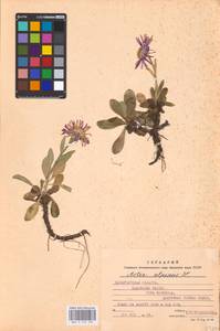 Aster alpinus L., Eastern Europe, West Ukrainian region (E13) (Ukraine)