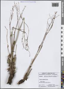 Rumex arifolius All., Siberia, Central Siberia (S3) (Russia)