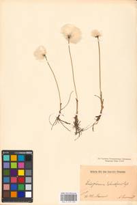 Eriophorum scheuchzeri Hoppe, Eastern Europe, Northern region (E1) (Russia)