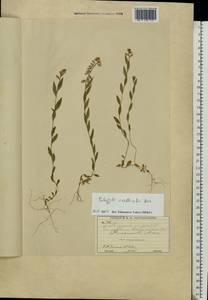Polygala vulgaris L., Eastern Europe, Moscow region (E4a) (Russia)