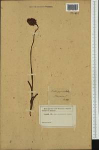 Anacamptis pyramidalis (L.) Rich., Western Europe (EUR) (Not classified)
