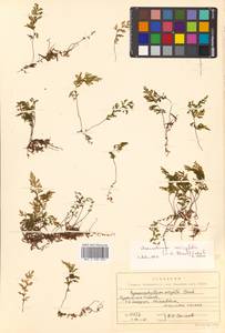 Hymenophyllum wrightii Bosch, Siberia, Russian Far East (S6) (Russia)