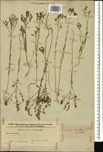 Linum corymbulosum Rchb., Caucasus, Azerbaijan (K6) (Azerbaijan)