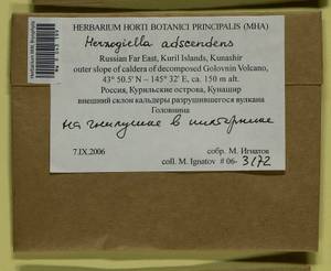 Aquilonium adscendens (Lindb.) Hedenäs, Schlesak & D. Quandt, Bryophytes, Bryophytes - Russian Far East (excl. Chukotka & Kamchatka) (B20) (Russia)